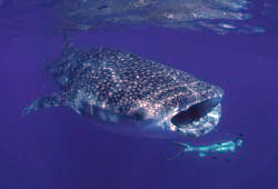 Freediving with this female whaleshark in Mozambique was ... by Andrew Woodburn 